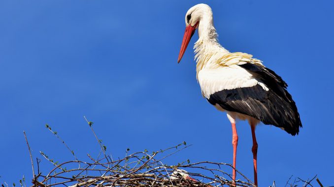 stork-2308235_960_720